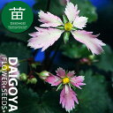 大文字草(ダイモンジソウ) 七変化 9cm ポリポット苗