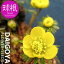 エランティス シリシカ(黄)【球根】5球入り_エランティス_秋植え_球根_販売_通販_