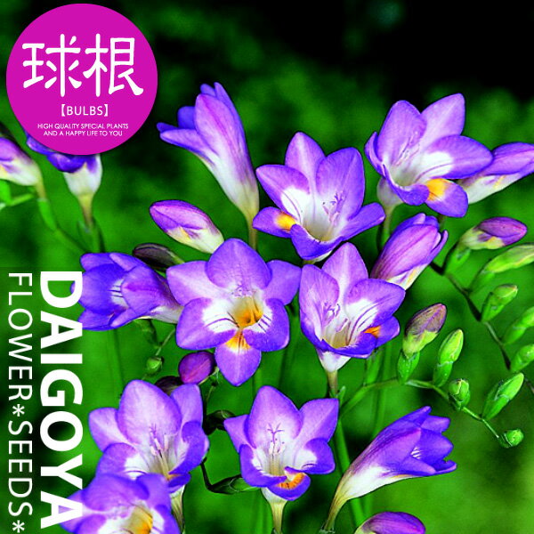 フリージア 一重咲き シングルパープル（紫）【球根】5球入り袋詰め_フリージア_秋植え_球根_販売_通販_のサムネイル
