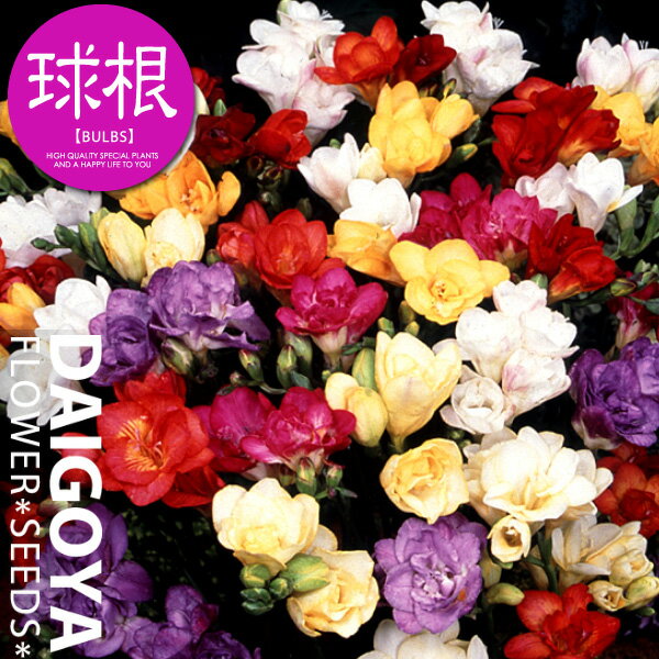 フリージア 八重咲き混合【球根】5球入り袋詰め_フリージア_秋植え_球根_販売_通販_のサムネイル