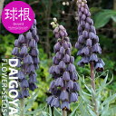 フリチラリア ペルシカアディアマン(茶黒)【球根】1球_フリチラリア_秋植え_球根_販売_通販_