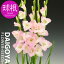 グラジオラス 花がすみ【球根】6球入り袋詰め 850円