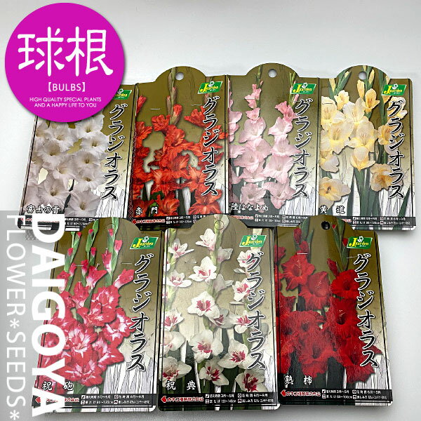 和名グラジオラス7種（植え付けメモラベル付き）7袋入りお買い得セット【送料無料】