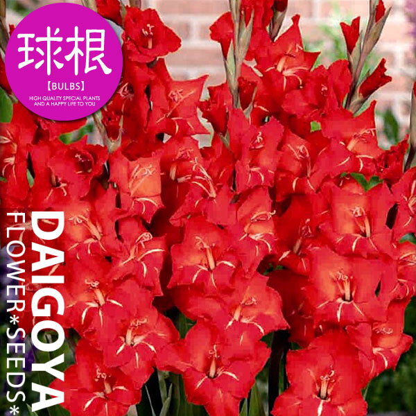 コンパクト グラジオラス パティー 5球入り 球根 春植え球根
