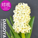 ヒヤシンス 黄花 【球根】1球ネット詰め 16cm~17cm球_ヒヤシンス_ヒアシンス_秋植え_球根_販売_通販_