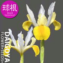 アイリス 黄/白花【球根】7球入り袋詰め_アイリス_ダッチアイリス_秋植え_球根_販売_通販_