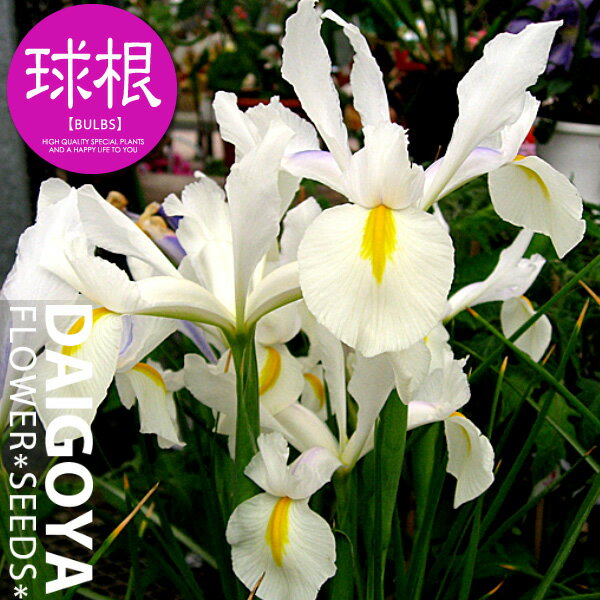 アイリス 白花【球根】7球入り袋詰め_アイリス_ダッチアイリス_秋植え_球根_販売_通販_のサムネイル