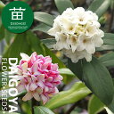 沈丁花(ジンチョウゲ)赤花・白花の2本入りセット 15cm ポリポット苗