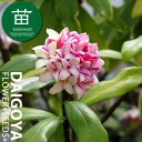 赤花沈丁花(アカバナジンチョウゲ) 15cm ポリポット苗