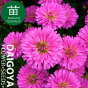 商品詳細情報 分類 キク科アスター属、宿根草 学名 Aster cv. 規格 12cm ポリポット 開花時期 8〜10月（地域により異なる場合があります。） 樹高 成長時 約60〜150cm（配送時の大きさではありません。） 楽しみ方 ガーデニング（庭植えや花壇植え）、コンテナ、鉢植え、切り花 日照 日向