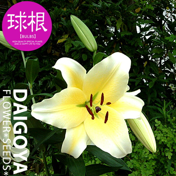 カサブランカ 植物図鑑