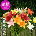 ユリ アジアティックミックス (3種混合)【球根】3球入り袋詰め スカシ混合