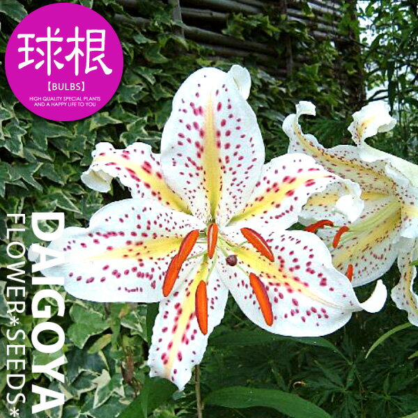 ユリ 山百合（白）【球根】1球入り袋詰め_ユリ_ゆり_百合_秋植え_球根_販売_通販_のサムネイル