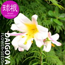 ユリ トランペットタイプ リーガルリリー(白)【球根】1球入り_ユリ_ゆり_百合_秋植え_球根_販売_通販_