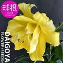 ユリ エキゾチックサン【球根】1球入り_ユリ_ゆり_百合_秋植え_球根_販売_通販_