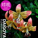 ユリ フュージョン(赤/黄)大球 ongifulorum x pardalinum ハイブリッド【球根】1球袋詰め_ユリ_ゆり_百合_秋植え_球根_販売_通販_