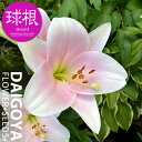 ユリ トランペットタイプ カリ 桃 【球根】1球入り ユリ ゆり 百合 秋植え 球根 販売 通販