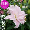 ユリ アミスタッド(薄桃)【球根】1球入り_ユリ_ゆり_百合_秋植え_球根_販売_通販_