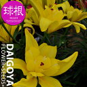 ユリ 最高級八重咲きアジアティック トモス 黄八重【球根】2球入り ユリ ゆり 百合 秋植え 球根 販売 通販