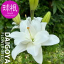ユリ 最高級八重咲きアジアティック ベルベデーレ 黄八重【球根】2球入り ユリ ゆり 百合 秋植え 球根 販売 通販