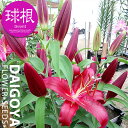 ユリ オリエンタル系 OR・OT系 スコーピオ 赤巨大輪 【球根】1球入り ユリ ゆり 百合 秋植え 球根 販売 通販