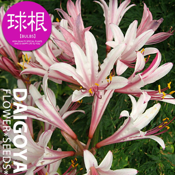 夏の花 球根 みんな探してる人気モノ 夏の花 球根 食品 夏の花 球根 みんな探してる人気モノ 夏の花 球根 食品