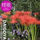 リコリス ラジアータ(赤)【球根】3球_リコリス_夏植え_球根_販売_通販_
