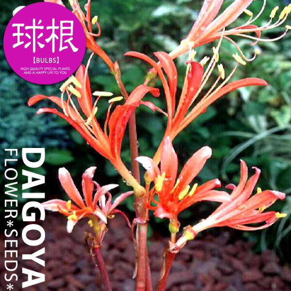 夏の花 球根 みんな探してる人気モノ 夏の花 球根 食品 夏の花 球根 みんな探してる人気モノ 夏の花 球根 食品