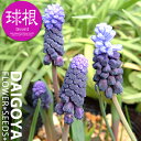 ムスカリ ラティフォリューム(青/濃紫)【球根】6球入り_ムスカリ_秋植え_球根_販売_通販_