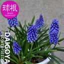 ムスカリ ブリングブリング(光沢濃青)【球根】5球入り_ムスカリ_秋植え_球根_販売_通販_