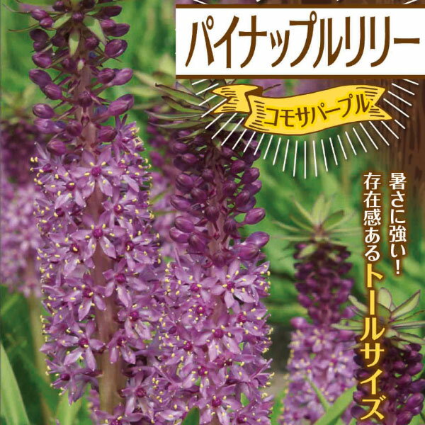 パイナップルリリー コモサパープル【球根】1球入り 袋詰め _ 春植え _ 球根 _ 販売 _ 通販 _