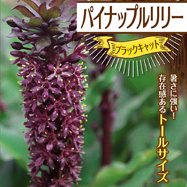パイナップルリリー ブラックキャット【球根】1球入り 袋詰め _ 春植え _ 球根 _ 販売 _ 通販 _のサムネイル