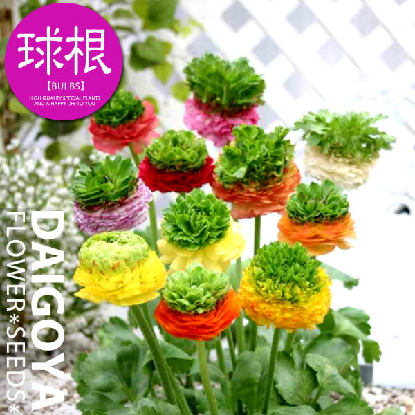 ラナンキュラス リビエラフェスティバル【球根】4球_ラナンキュラス_秋植え_球根_販売_通販_のサムネイル