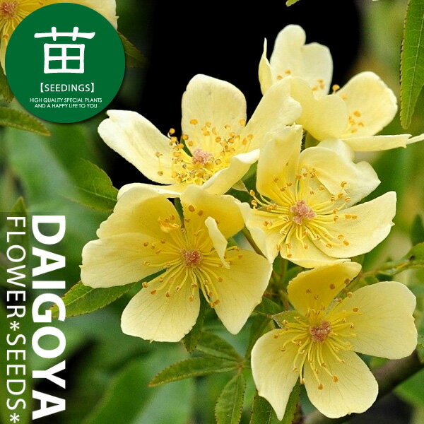 モッコウバラ（木香薔薇） 一重咲き黄花　12cmポリポット苗