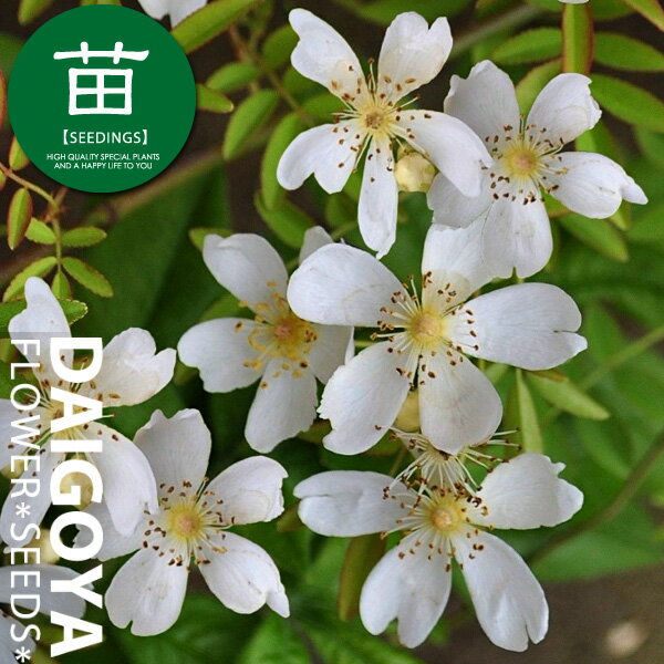 モッコウバラ（木香薔薇） 一重咲き白花　12cmポリポット苗