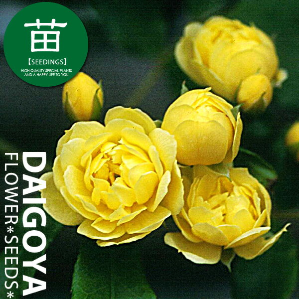 モッコウバラ（木香薔薇） 八重咲き黄花　12cmポリポット苗