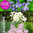 シラー カンパニュラータ混合【球根】5球_シラー_秋植え_球根_販売_通販_
