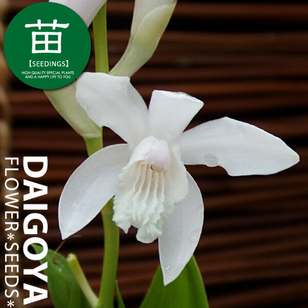 シラン 白花 9cmポリポット苗のサムネイル