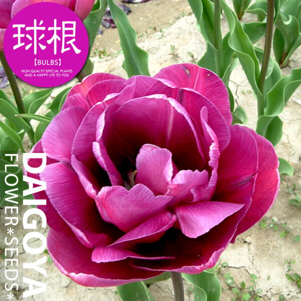 チューリップ 八重咲き ブルーダイヤモンド（紫/DE）【球根】4球入り袋詰め_チューリップ_秋植え_球根_販売_通販_のサムネイル