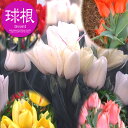 チューリップ 枝咲き3種混合【球根】4球入り袋詰め_チューリップ_秋植え_球根_販売_通販_