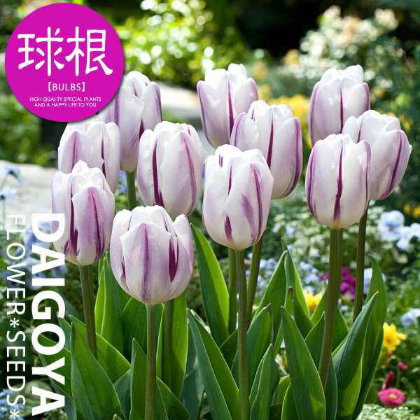 チューリップ 一重咲き フレミングフラッグ（白/紫筋/T）【球根】4球入り袋詰め_チューリップ_秋植え_球根_販売_通販_のサムネイル