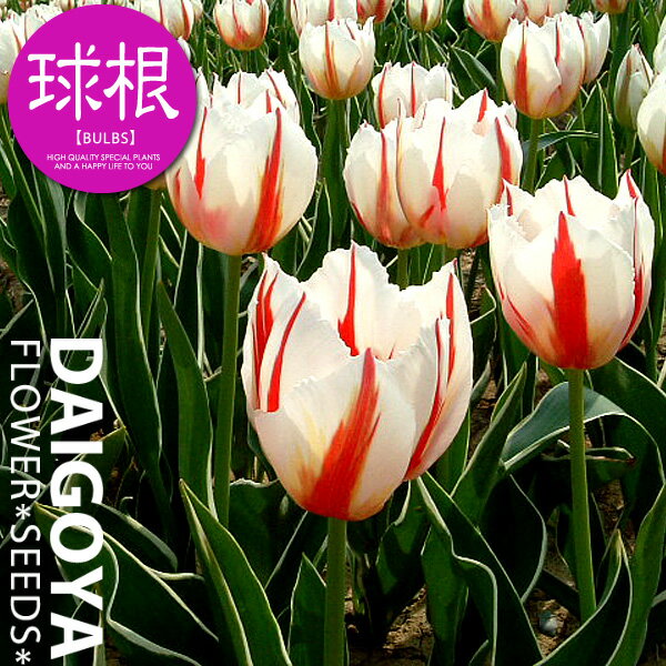 チューリップ 変わり咲き ハッピーゼネレーション（白・赤筋/T）【球根】4球入り袋詰め_チューリップ_秋植え_球根_販売_通販_のサムネイル