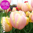 チューリップ 変わり咲き マンゴーチャーム(桃・黄)【球根】4球入り袋詰め_秋植え_球根_販売_通販_