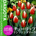 チューリップ 一重咲き リンファンダマーク(2色咲き赤に白/T)【球根】5球入り袋詰め