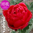 チューリップ 八重咲き ラルゴ(赤/DE)【球根】4球入り袋詰め_チューリップ_秋植え_球根_販売_通販_