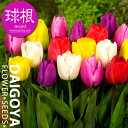 チューリップ 一重咲き 単色混合【球根】20球入り袋詰め _ 秋植え_球根_販売_通販_