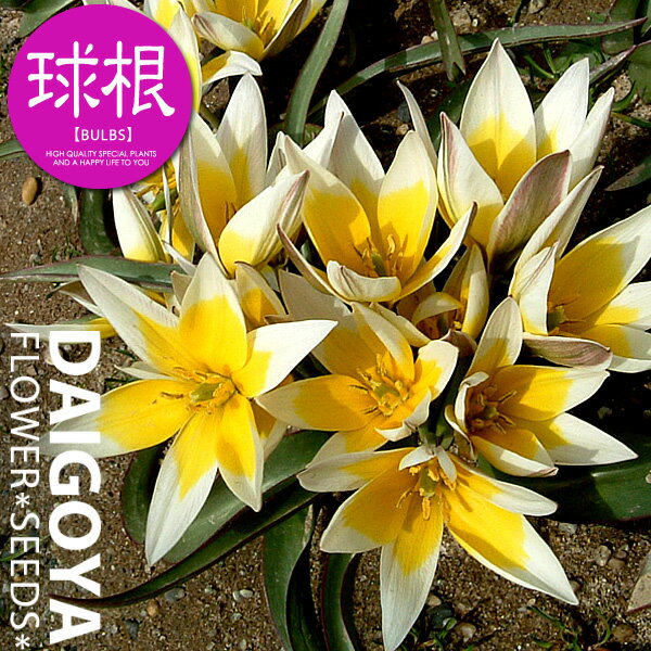 チューリップ 原種系 タルダ（黄・白/OS）【球根】7球入り袋詰め_チューリップ_秋植え_球根_販売_通販_のサムネイル