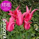 チューリップ ユリ咲き マリエット(桃)【球根】4球入り袋詰め_チューリップ_秋植え_球根_販売_通販_