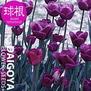 チューリップ 徳用袋(口取りラベル)(紫)10cm球【球根】10球入り_秋植え_球根_販売_通販_