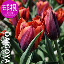 チューリップ スラワ(赤茶・橙/T)【球根】4球入り袋詰め_2色咲き_変わり咲き_秋植え_球根_販売_通販_